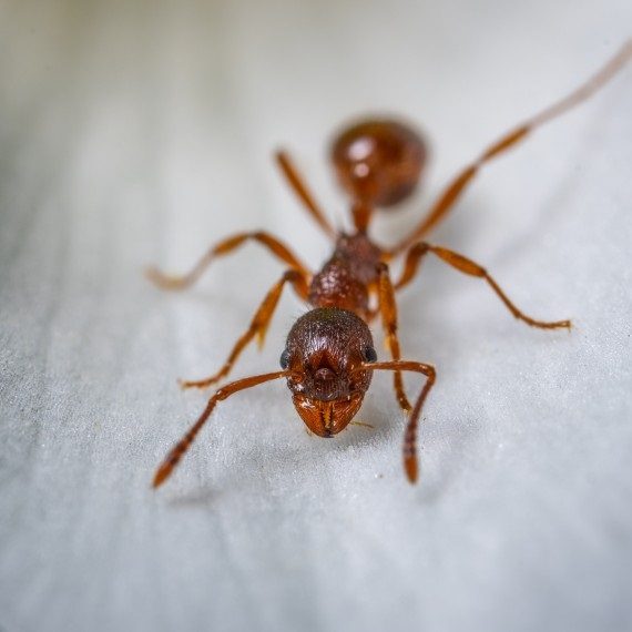 Field Ants, Pest Control in Mile End, Stepney, E1. Call Now! 020 8166 9746