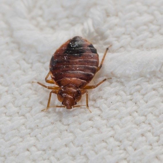 Bed Bugs, Pest Control in Mile End, Stepney, E1. Call Now! 020 8166 9746