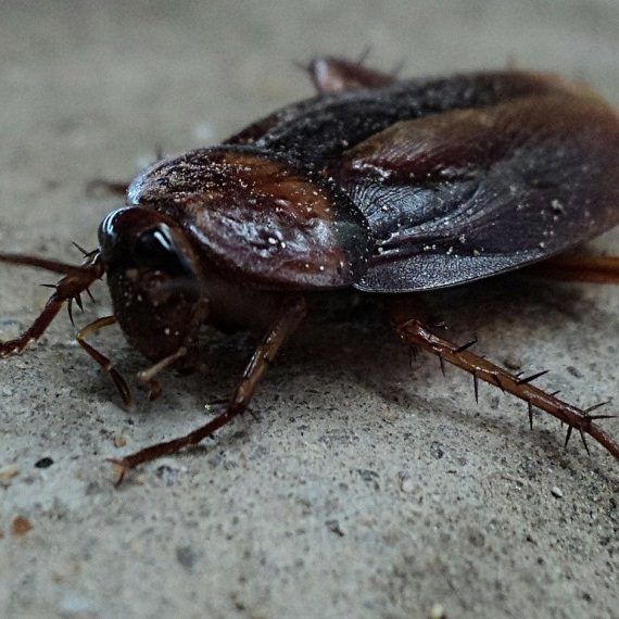 Cockroaches, Pest Control in Mile End, Stepney, E1. Call Now! 020 8166 9746
