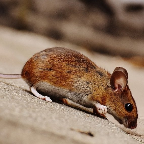 Mice, Pest Control in Mile End, Stepney, E1. Call Now! 020 8166 9746