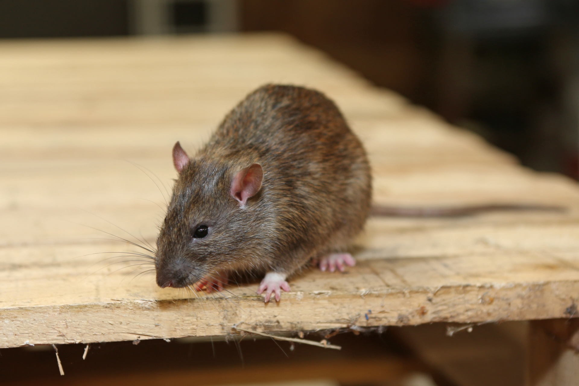 Rat Infestation, Pest Control in Mile End, Stepney, E1. Call Now 020 8166 9746