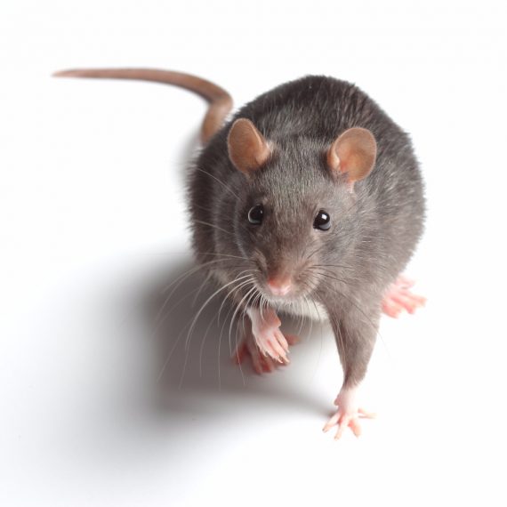 Rats, Pest Control in Mile End, Stepney, E1. Call Now! 020 8166 9746
