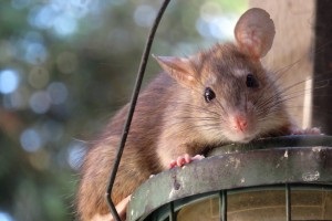 Rat extermination, Pest Control in Mile End, Stepney, E1. Call Now 020 8166 9746