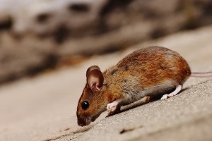 Mice Control, Pest Control in Mile End, Stepney, E1. Call Now 020 8166 9746