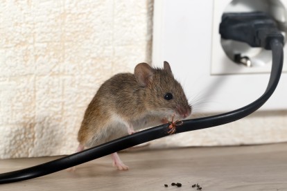 Pest Control in Mile End, Stepney, E1. Call Now! 020 8166 9746