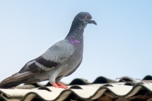 Pigeon Control, Pest Control in Mile End, Stepney, E1. Call Now 020 8166 9746
