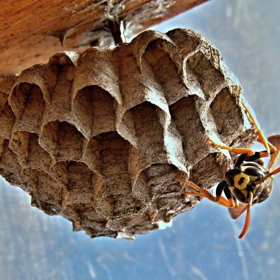 Wasps Nest, Pest Control in Mile End, Stepney, E1. Call Now! 020 8166 9746